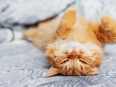 可爱的姜猫趴着睡觉。