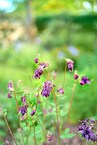 花园里生长着五颜六色的紫色花朵。
