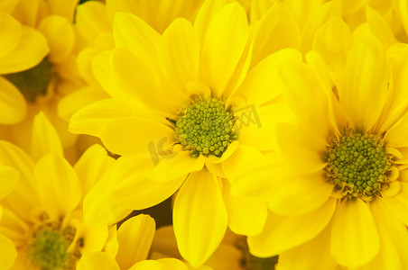 黄色花瓣和绿色花粉雏菊花的宏观照片