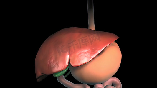 人体器官背景摄影照片_人体肝脏解剖学。