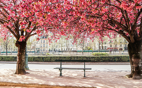 法国巴黎 — 2019年4月3日。春天，巴黎街头盛开的樱花或粉色花朵的樱花树