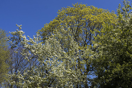 春天蓝天映衬下一棵巨大的开花鸟樱桃树