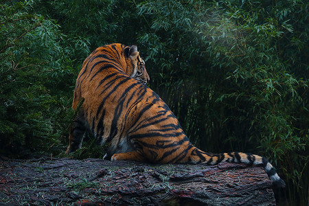 树干上坐着一只美丽的老虎，野生动物。