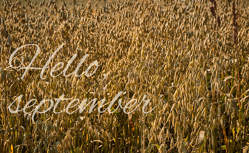 秋天的心情，问候你好九月，乡村的燕麦田，农场的农业