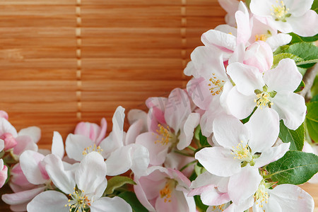 竹子背景下的樱花春花框架。