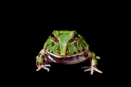 角蛙摄影照片_孤立在黑色的巴西角蛙