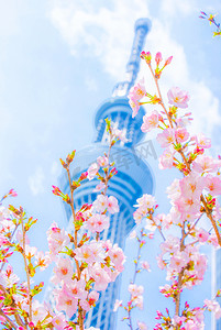 樱花和东京晴空塔图片