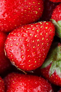 红草莓摄影照片_多汁、成熟的天然红草莓，不含转基因成分。