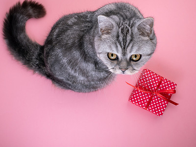 猫坐在礼物旁边，抬头看着相机，粉色背景，空白的文字空间