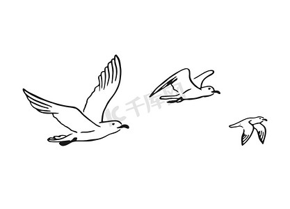一组飞行的海鸥。