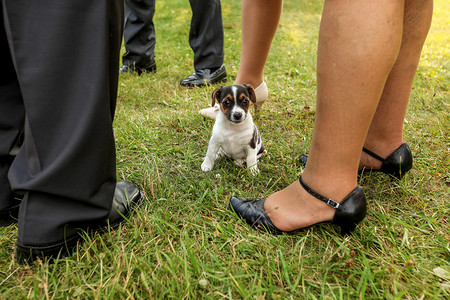 小杰克罗素梗小狗站在草地上，成年人的腿穿着正式的鞋子和裤子。