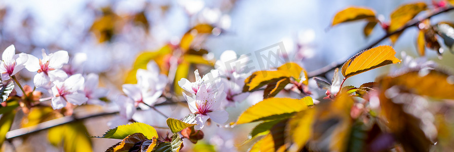 春天阳光明媚的日子里，樱花开着白色的花瓣。粉色樱花树枝的特写。