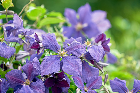 阳光明媚的日子里，花园里生长着五颜六色的紫色花朵。