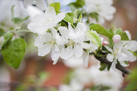 一棵盛开的苹果树的白花在春天的特写宏在户外的大自然中。
