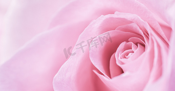 粉色玫瑰花瓣摄影照片_淡粉色的玫瑰花瓣。