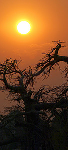 猴面包树，马卡迪卡迪潘斯国家公园，博茨瓦纳