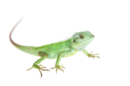 黑唇蜥蜴，Calotes nigrilabris，白色