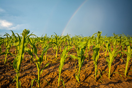 雨后温暖的夕阳照亮玉米植株的特写照片