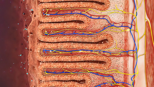 消化系统-肠道清洁 3d