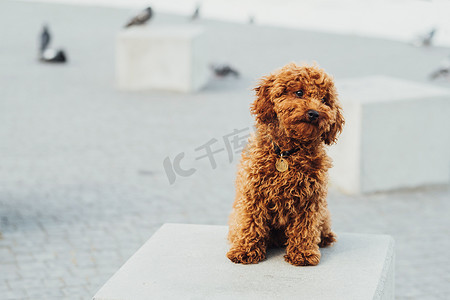 玩具贵宾犬品种叫梅蒂，坐在户外的石立方体上，红发小狗的肖像