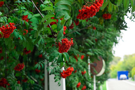 夏秋摄影照片_夏秋花园路边绿叶树枝上成熟的红山灰浆果