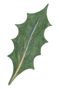 圣诞冬青浆果绿叶由彩色铅笔绘制隔离在白色背景。