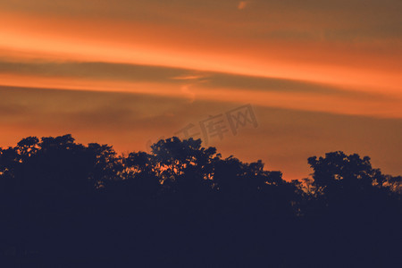 日出背景矢量摄影照片_森林树木的自然背景。