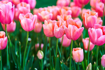 紫色的光芒摄影照片_在春天的红色美丽的郁金香领域与太阳光芒