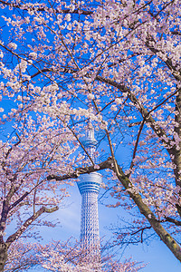 东京晴空塔和樱花