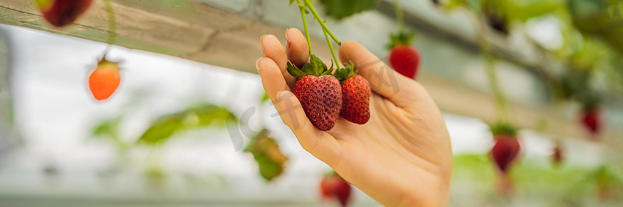 在温室 BANNER，LONG FORMAT 的水培农场采摘草莓的妇女