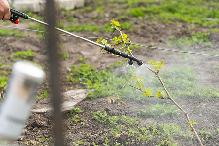 农民在花园里喷洒除草剂、杀虫剂或杀虫剂的蔬菜绿色植物