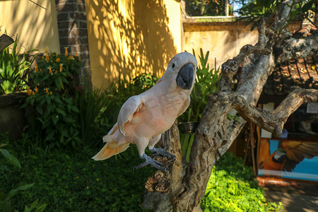 美丽的鲑鱼凤头鹦鹉坐在巴厘岛鸟类公园动物园的干树枝上。