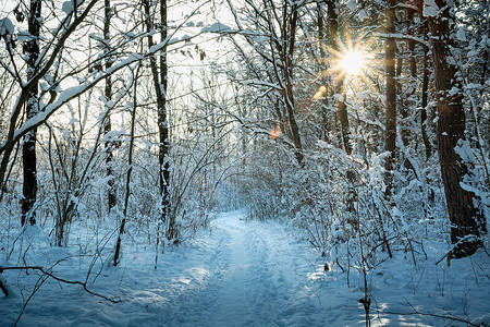 一条穿过冬季森林和刺眼阳光的小路