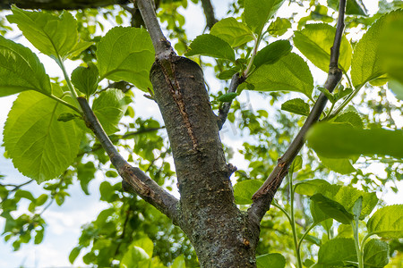 去年的树摄影照片_长满形成层的茎，去年春天嫁接在苹果树的树枝上。