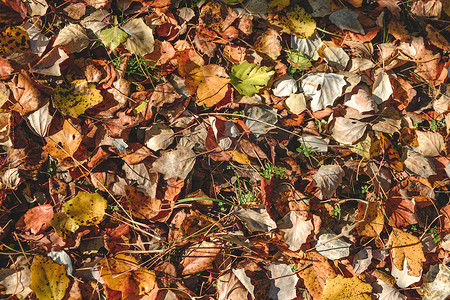 一组红色和橙色的秋天落叶，躺在孤立的地面上，不同的叶子倾倒，秋天的概念