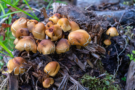 hypholoma fasciculare 不可食用的蘑菇。