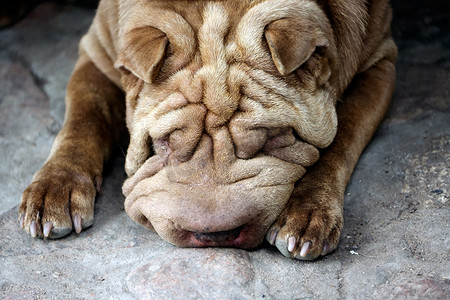 蝉声起夏正浓摄影照片_sharpei 正躺在凉亭旁边的地上休息。