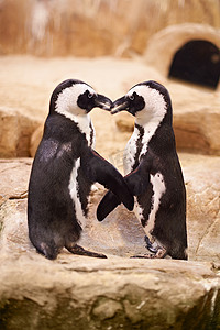 企鹅选择终生伴侣。