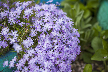 过年洗福禄摄影照片_翠蓝色的苔藓福禄考花在花园里盛开。