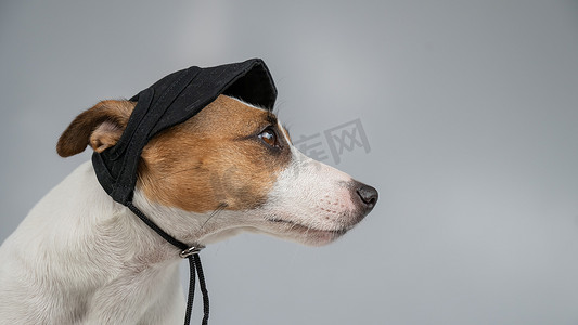 狗杰克罗素梗犬在白色背景上的黑色帽子。