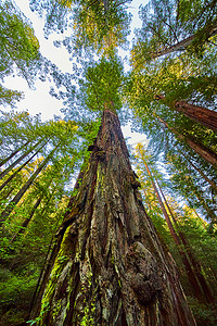 仰望巨大的红杉森林树的树干