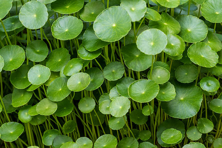作为绿色背景的水 Pennywort 叶子