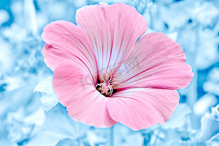 冰冻冬蓝色背景中精致的粉红花木槿特写宏观