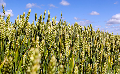 小黑麦的宽框孤立特写，小黑麦是小麦和黑麦的作物杂交种。