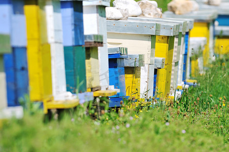 草地蜜蜂摄影照片_草地上的蜜蜂之家
