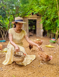 寄宿摄影照片_泰国中部一家有稻田的生态农场寄宿家庭中的亚洲妇女正在喂鸡
