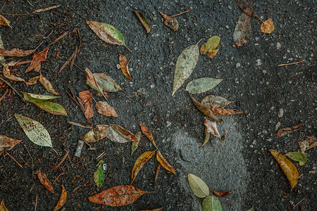 落叶混杂在柏油路上的垃圾下雨了