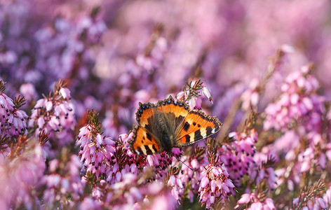 粉红色的 Erica Carnea 花（冬季流行）和春天花园中的一只蝴蝶