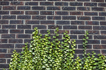 常春藤生长的混凝土墙