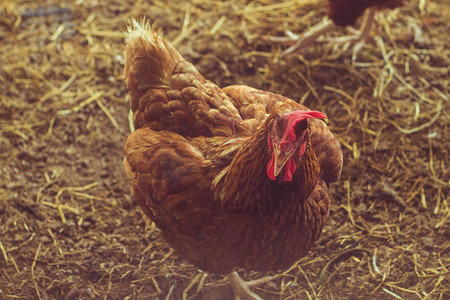 室内家养鸡场农业、养鸡、用有机食品喂养肉鸡。